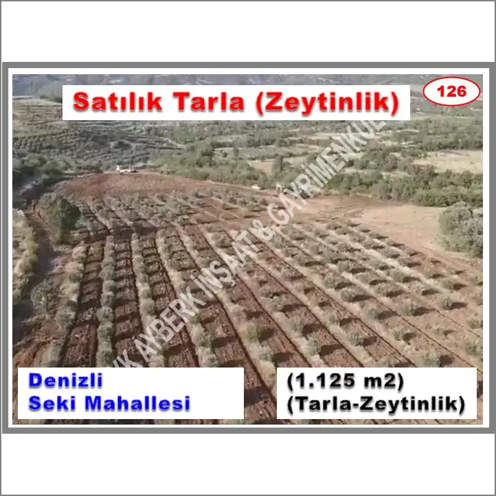 (126) SATILIK TARLA (ZEYTİNLİK) (Tavas-Seki Mh.) (0 505 750 55 48)