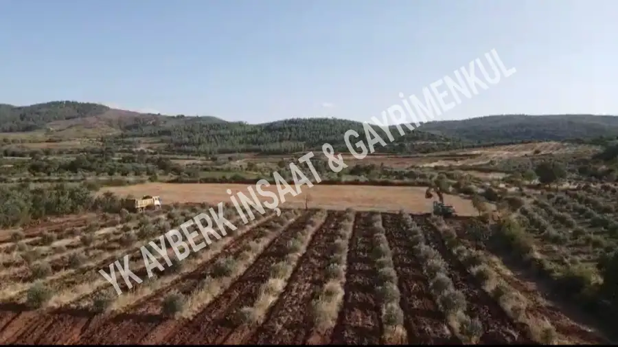 Denizli Tavas Seki Zeytinlik