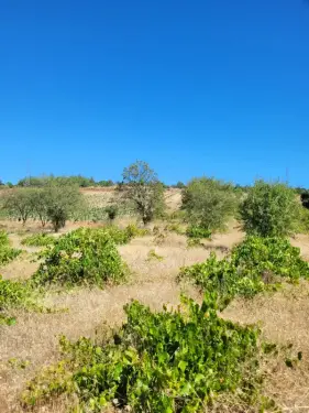 Çal satılık bağ