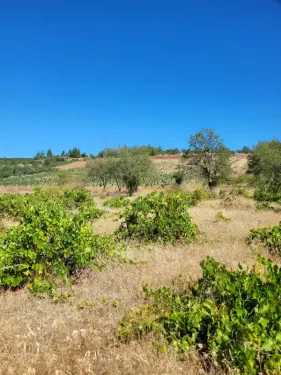 Çal satılık bağ